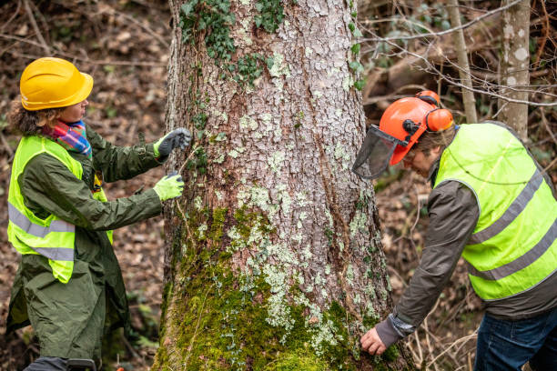 How Our Tree Care Process Works  in  Boalsburg, PA